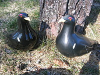 metsot14-290405.jpg