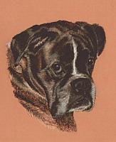 bokseri.jpg
